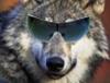 wulf
