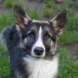 Malamute