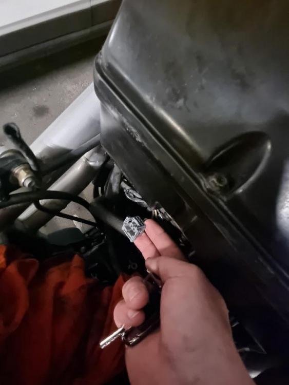 stecker.jpg