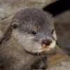 derOtter